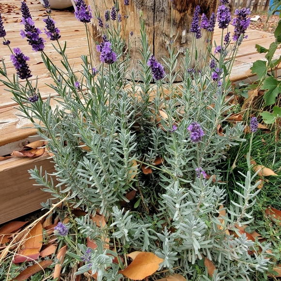 Meet your Posher, Tiffany - Picture 1 of 1